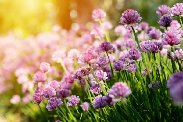 배경에 햇빛이 클로버 덤불이 피어나고 범블비는 분홍색 꽃봉오리 날에는 보라색 스톡 사진