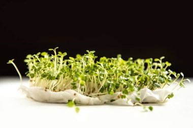 Mikroçimler filizleniyor. Evde tohum yetiştirme. Vejetaryen ve sağlıklı beslenme konsepti. Filizlenmiş turp tohumları, mikro yeşiller. Yeşilleniyorlar. Yeşil yaşam konsepti. Organik yiyecekler.