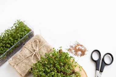 Sağlıklı beslenme, taze bahçe organik olarak yetişiyor. Sağlık ve vitaminlerin sembolü. Mikroçimler, vejetaryen ve vejetaryen diyet konsepti