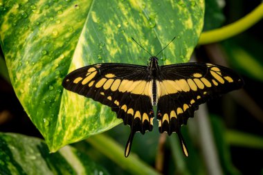 renkli güzel kelebek yakın çekim 