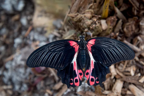 Színes szép pillangó közelről — Stock Fotó