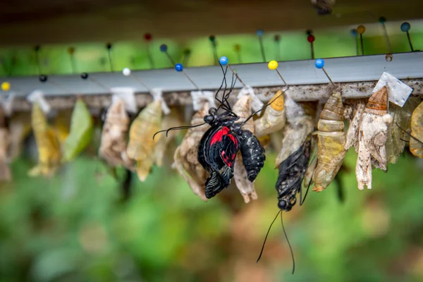 Kelebek koza ve taranmış kelebek