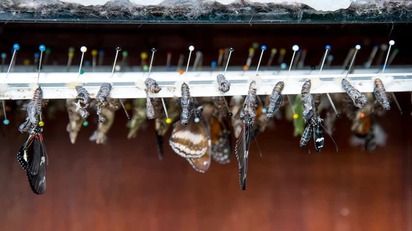 Rows of butterfly cocoons and hatched butterfly — Stock Photo, Image