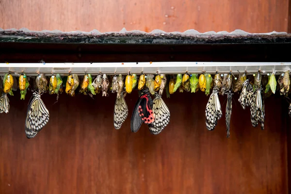 Rows of butterfly cocoons and hatched butterfly