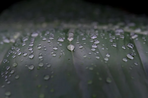 su damla tropikal yağmur ormanları bitki üzerinde kapat