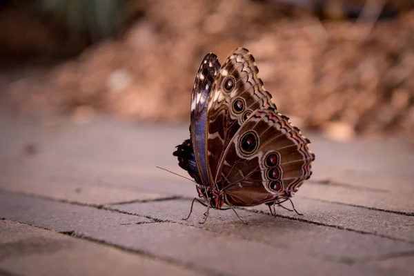 Színes szép pillangó közelről — Stock Fotó