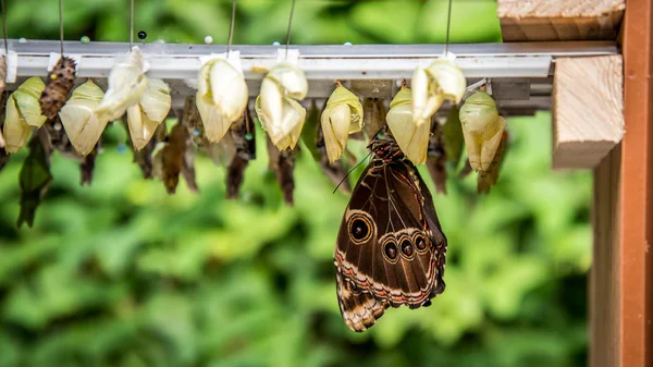 Rows of butterfly cocoons and hatched butterfly — Stock Photo, Image