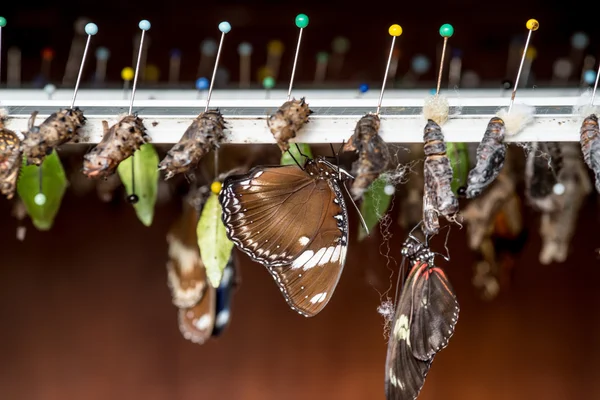 Reihen von Schmetterlingskokons und geschlüpften Schmetterlingen Stockbild