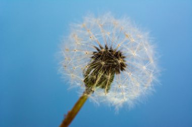 tek izole karahindiba blowball
