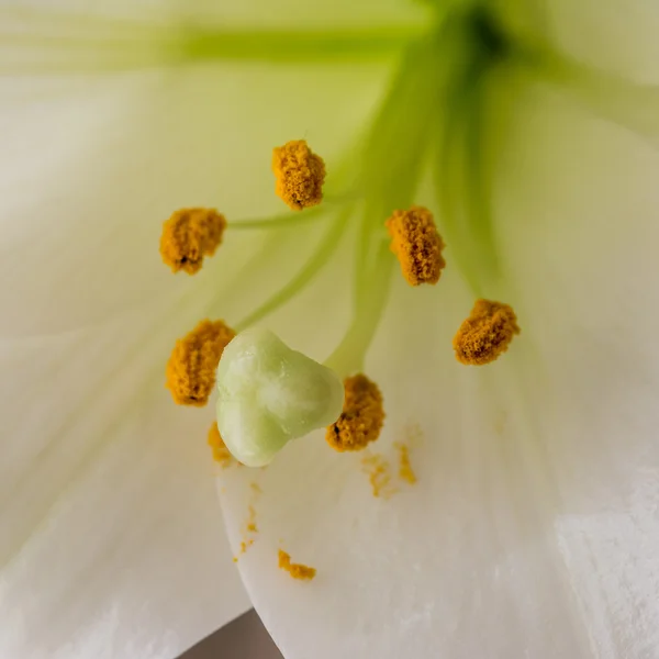 一朵百合花雄蕊的特写 — 图库照片