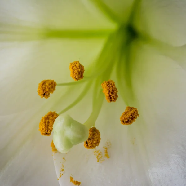 Primo piano di stame di un giglio — Foto Stock