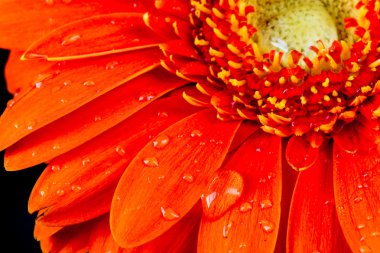 rode gerbera bloem met waterdruppels