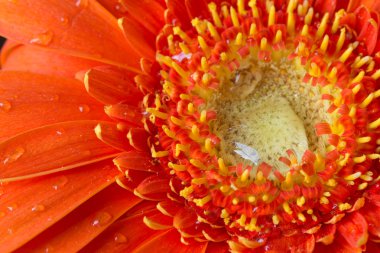 rode gerbera bloem met waterdruppels