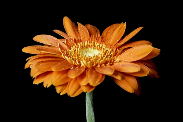 Siyah arkaplanda kırmızı gerbera çiçeği