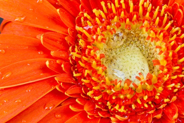 Fiore di gerbera rosso con goccioline d'acqua — Foto Stock