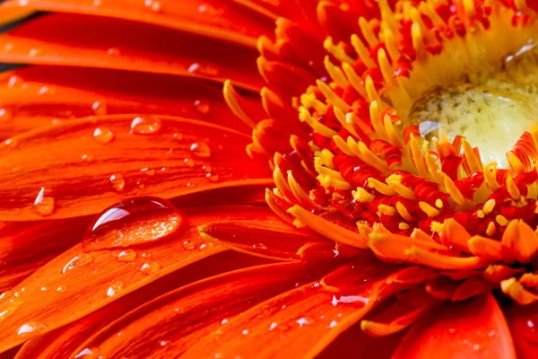 Fiore di gerbera rosso con goccioline d'acqua — Foto Stock