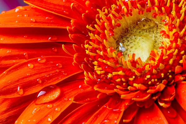 Červená gerbera květina s kapičkami vody — Stock fotografie