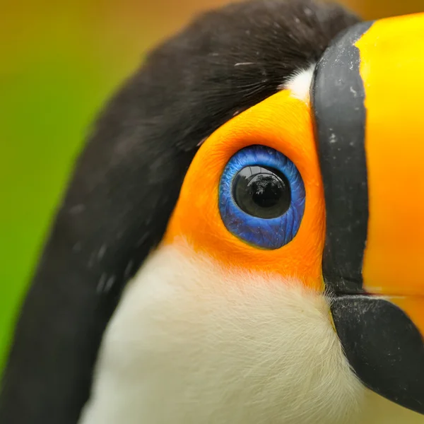 closeup toucan kuş gözü