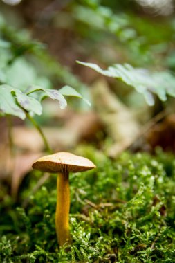 sonbaharda ormanda mantar