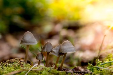 sonbaharda ormanda mantar