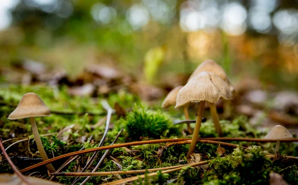 Mushroom in the fall in the forest — Stock Photo, Image