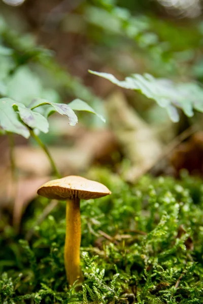 sonbaharda ormanda mantar