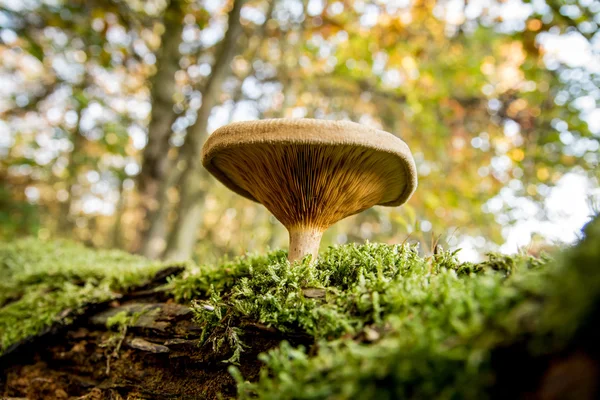 Hongo en el otoño en el bosque —  Fotos de Stock