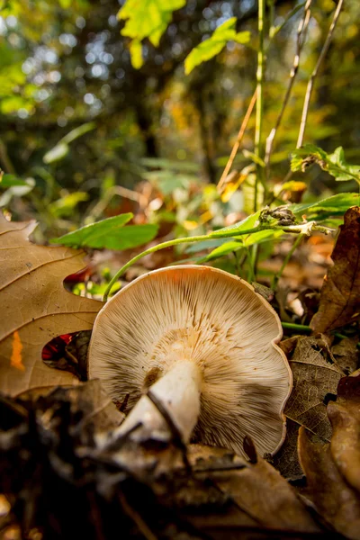 Hongo en el otoño en el bosque —  Fotos de Stock