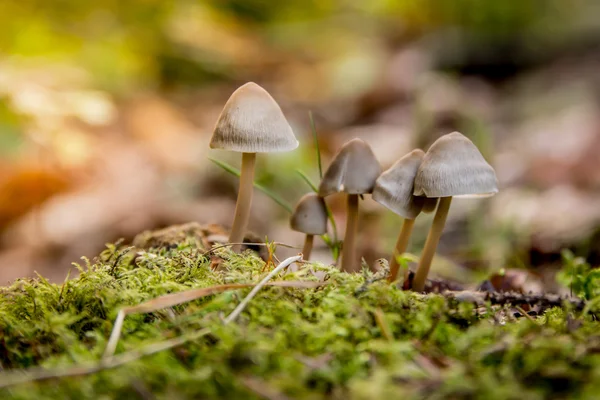 sonbaharda ormanda mantar