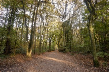 sonbaharda patika orman