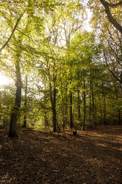 Footpath in the fall in the forest — Stock Photo, Image