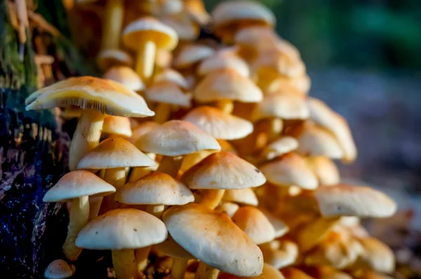 Cogumelo na queda na floresta — Fotografia de Stock