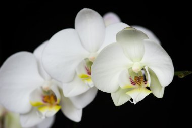 Siyah arkaplanda beyaz orkide çiçeği