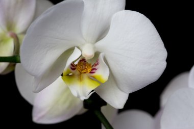 Siyah arkaplanda beyaz orkide çiçeği