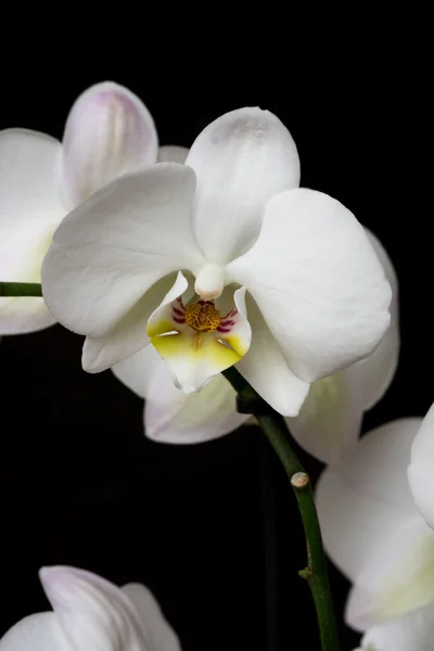 White orchid flower on black background — Stock Photo, Image