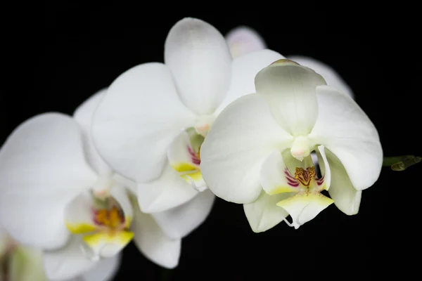 White orchid flower on black background — Stock Photo, Image
