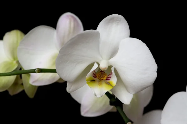 White orchid flower on black background — Stock Photo, Image