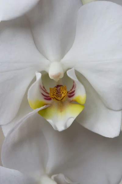 White orchid flower on black background — Stock Photo, Image