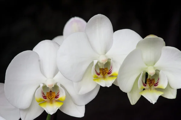 White orchid flower on black background — Stock Photo, Image