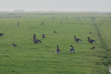 kazlar çimenli alan içinde