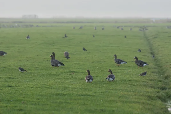 Gansos en campo herboso — Foto de Stock