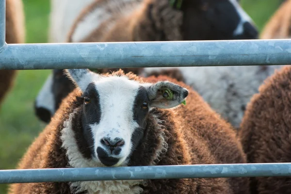 Moutons rétro-éclairés dans le champ au coucher du soleil — Photo