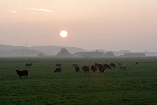 在日落时现场的背光羊 — 图库照片