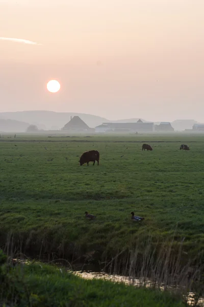 Ovelha retroiluminada no campo ao pôr do sol — Fotografia de Stock