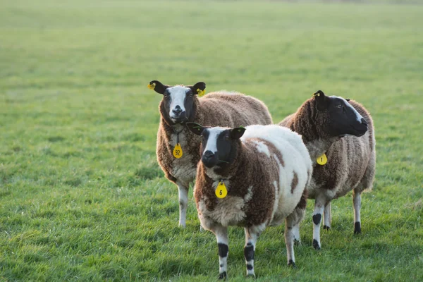 Moutons rétro-éclairés dans le champ au coucher du soleil — Photo