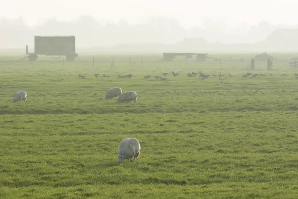 Bakgrundsbelyst fåren i fältet vid solnedgången — Stockfoto