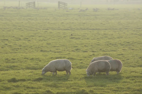 Moutons rétro-éclairés dans le champ au coucher du soleil — Photo