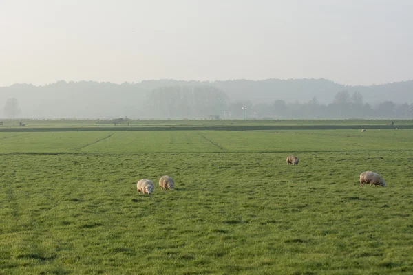 Arkadan aydınlatmalı koyun gün batımında alanındaki — Stok fotoğraf