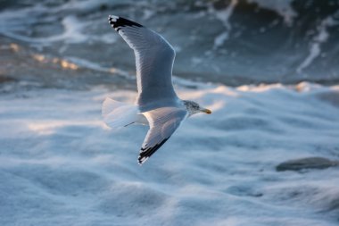 Denizde kaldırma seagull