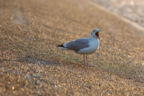 Seagull op de Zeedijk bij zonsondergang — Stockfoto